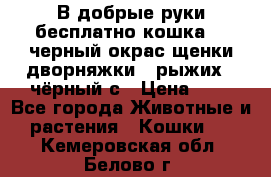 В добрые руки бесплатно,кошка,2.5черный окрас,щенки дворняжки,3 рыжих 1 чёрный,с › Цена ­ - - Все города Животные и растения » Кошки   . Кемеровская обл.,Белово г.